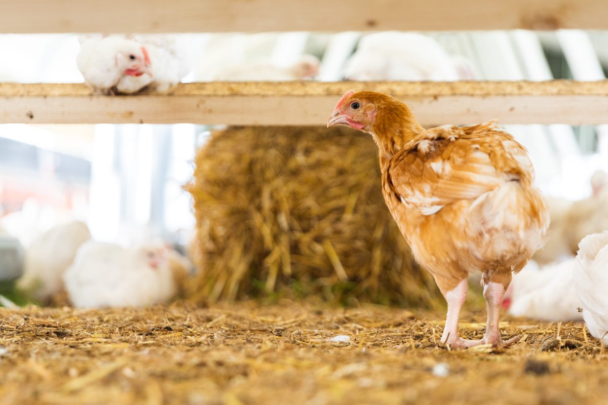 All Red Tractor chicken farms have enrichment bales and perches which encourage the birds to scratch, forage and express natural behaviours. 

Find out more about our chicken welfare standards here:  redtractor.org.uk/dig-a-little-d… #LoveChickenLoveRedTractor #BritishFarming