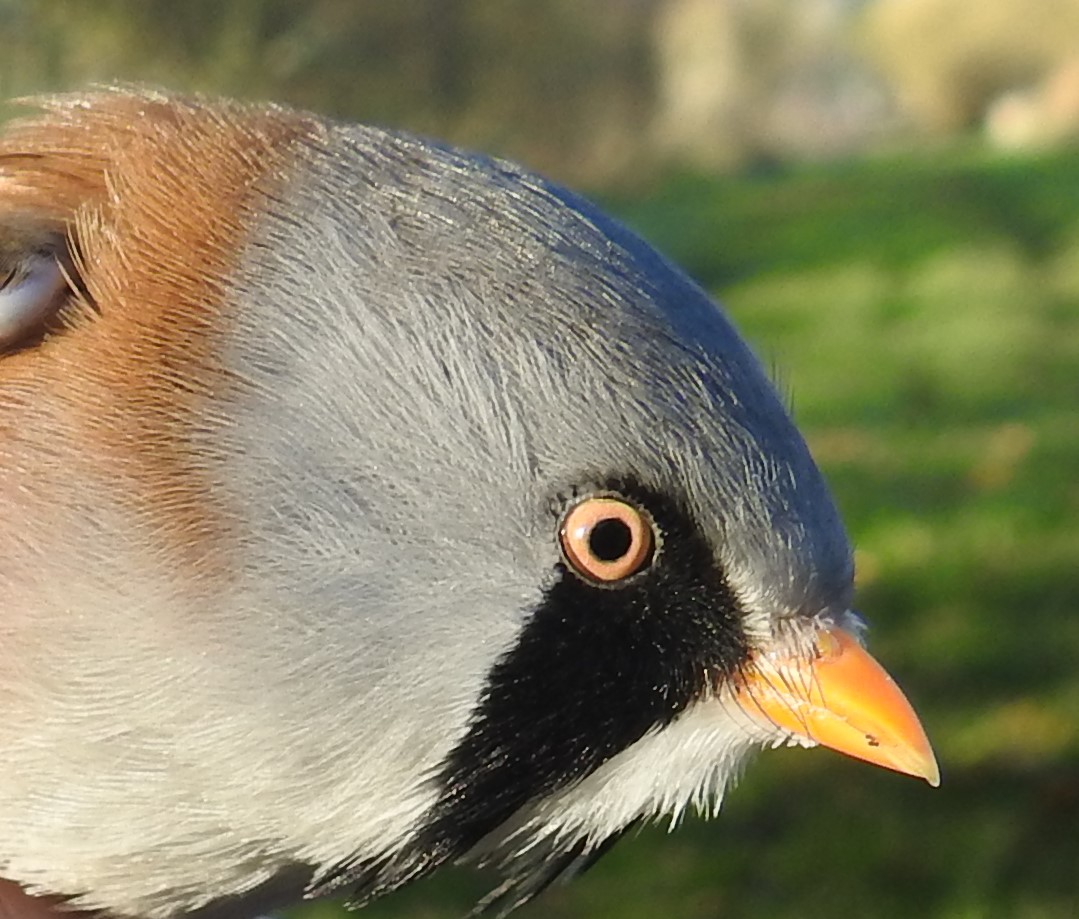 alanball101's tweet photo. Staying local can have its benefits - Male Bearded Tit ringed at Marston today @DJRBirder , almost exactly ten years after the only others ringed there (on 15/11/2010). Otherwise, was very quiet there today. https://t.co/L53QcWpmRV
