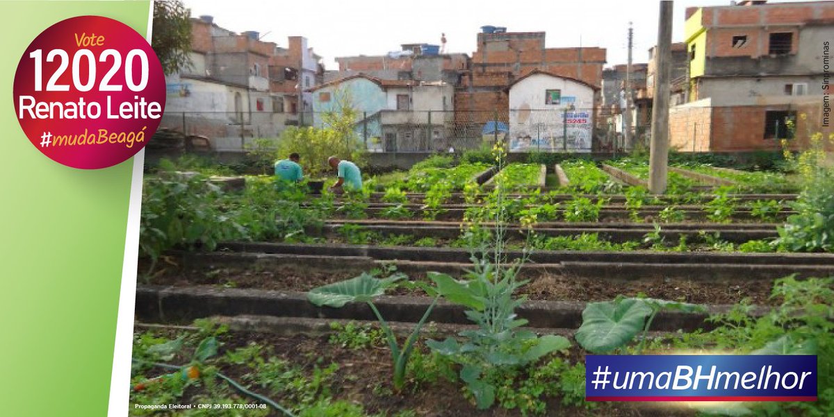 MudaBeaga's tweet photo. #BH pode solidificar o comércio de hortaliças urbanas. A Câmara dos Vereadores é fundamental p/incentivar os produtores e promover o consumo de #orgânicos, produzidos e comercializados na vizinhança. #umabhmelhor #vote12020renatoleite #mudabh #mudabeaga #hortaurbana https://t.co/SjjQlHt4XD