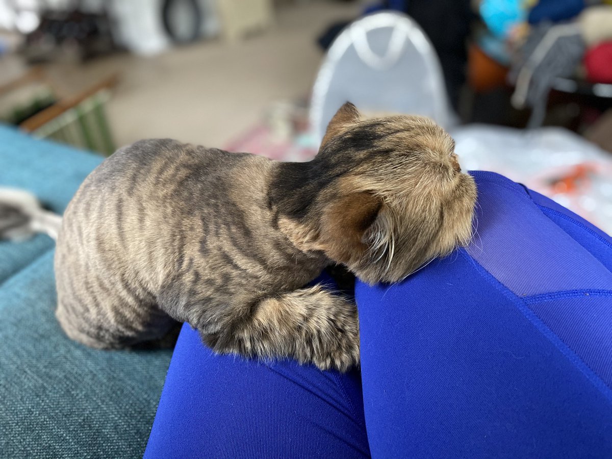 TheDice001's tweet photo. @OhSheBrews My partners very relaxed Persian. I don’t think she ever learned to sit on a lap, so this is a cuddly as she gets. https://t.co/5O4EyHa2Rt