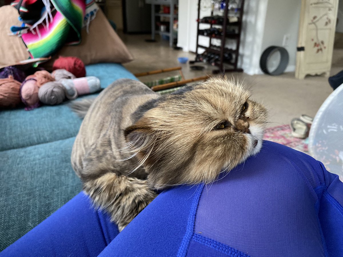 TheDice001's tweet photo. @OhSheBrews My partners very relaxed Persian. I don’t think she ever learned to sit on a lap, so this is a cuddly as she gets. https://t.co/5O4EyHa2Rt