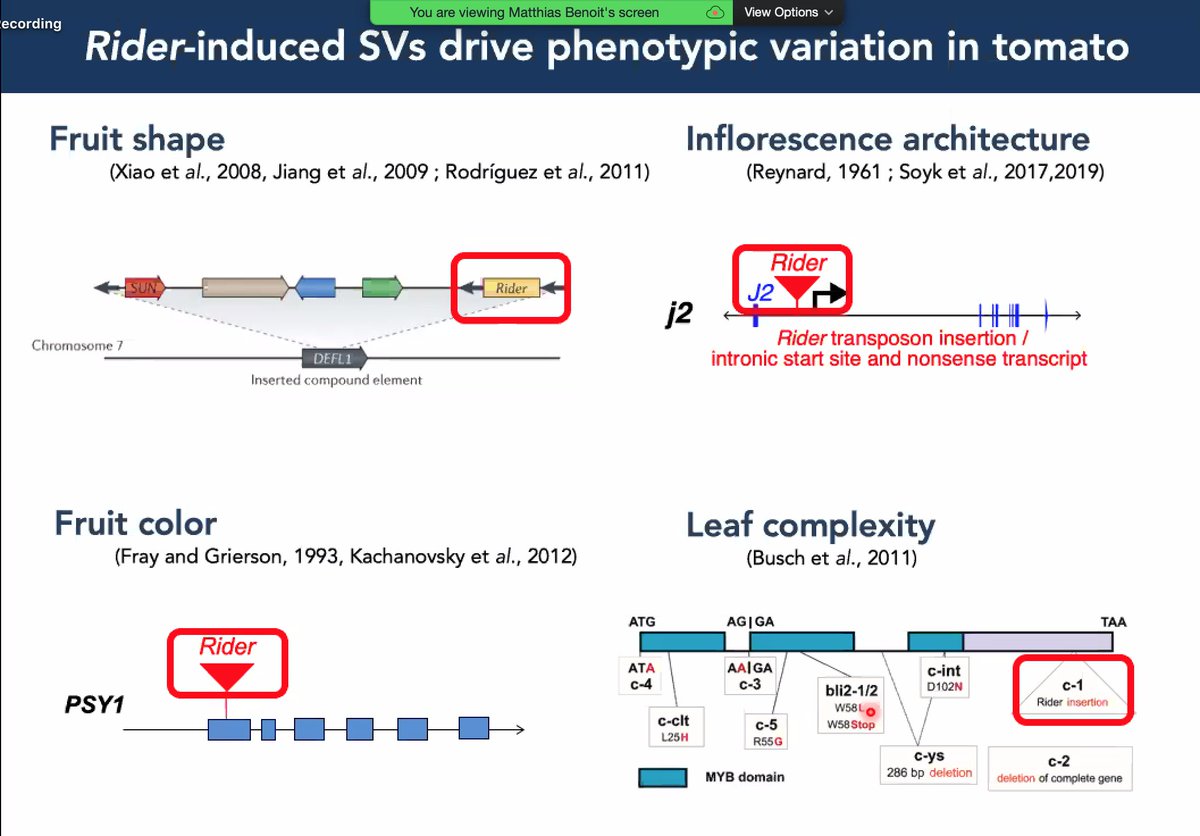 Aureliano Bombarely (@aubombarely) on Twitter photo #SOLIOM2020 - <a href="/Matt_Ben_/">Matthias Benoit</a> : 80% of the Insertions/Deletion SVs in tomato are associated to #TE. Gypsy and Copia are the main contributors. A single TE family, #Rider, explains > 25% of these events. Some of them have been associated to phenotypic diversity. #SOLIOM2020 - <a href="/Matt_Ben_/">Matthias Benoit</a> : 80% of the Insertions/Deletion SVs in tomato are associated to #TE. Gypsy and Copia are the main contributors. A single TE family, #Rider, explains > 25% of these events. Some of them have been associated to phenotypic diversity.