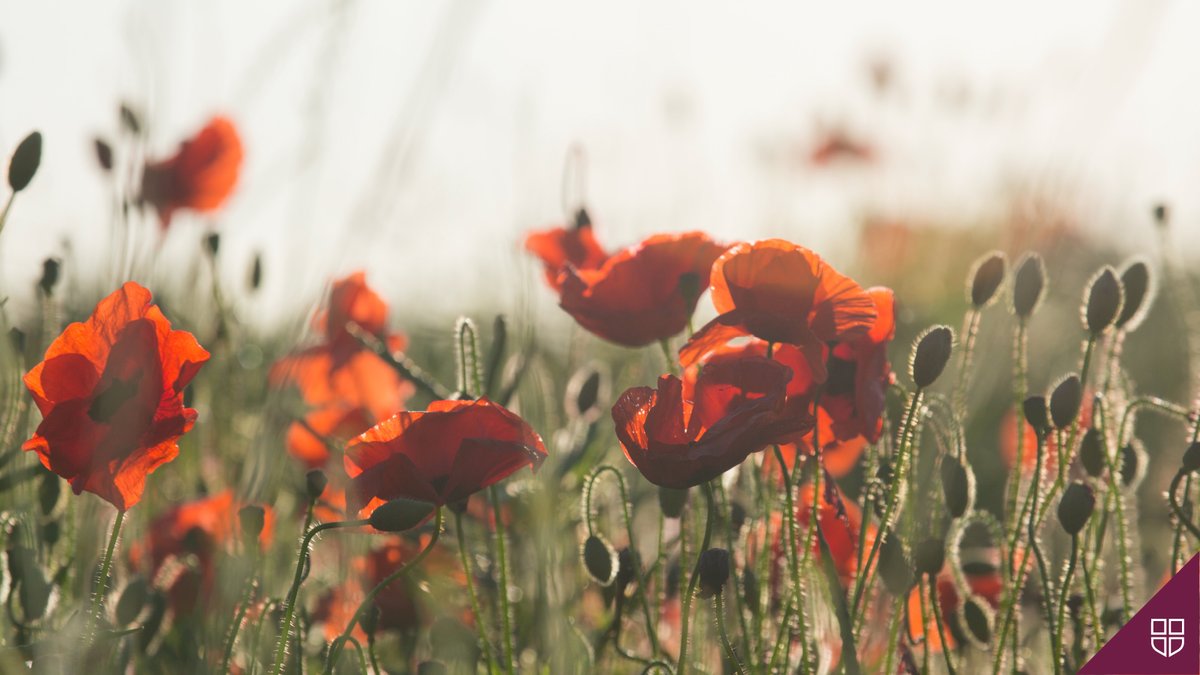 durhamcollege's tweet photo. While we cannot gather as we have in the past on #RemembranceDay, we encourage the DC community to participate in virtual ceremonies being held on Wednesday, November 11th, such as the National Remembrance Day Ceremony taking place in Ottawa at 10:45 a.m. https://t.co/hqohYr3Hpd https://t.co/4k2Ha20W8G
