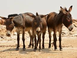 10/ Disguise: Witches also use donkeys, hyenas, and dogs. Often times when they sense danger they turn into these animals, so next time you see a group of donkeys at night in an unusual way, RUN!As dogs, the main witch is usually the bigger of the dogs and takes center stage