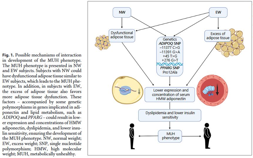 A Metabolically Unhealthy Phenotype Is Associated with ADIPOQ Genetic Variants and Lower Serum Adiponectin Levels 
✍️ Nathaly Torres-Castillo, Wendy Campos-Perez 
📄 ow.ly/FbIQ50Cf1JK 
#LifestyleGenomics #OpenAccess #obesity #GeneticVariants