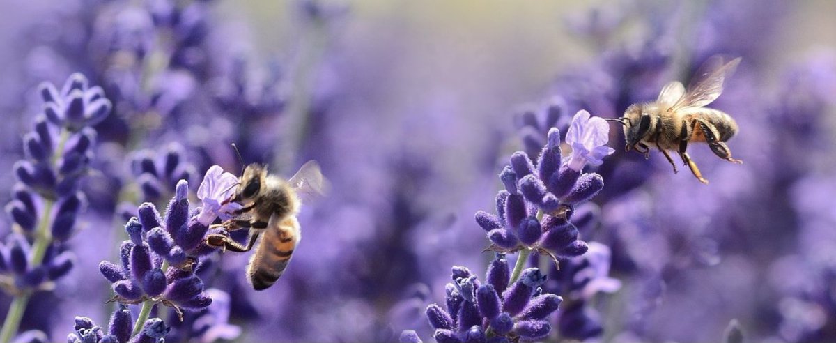 B_eeing's tweet photo. Happy to present our #BeeSecure monitoring system for #pollination impact today at #REAP20 @Agri_Tech_E https://t.co/VWV1TqBGA7