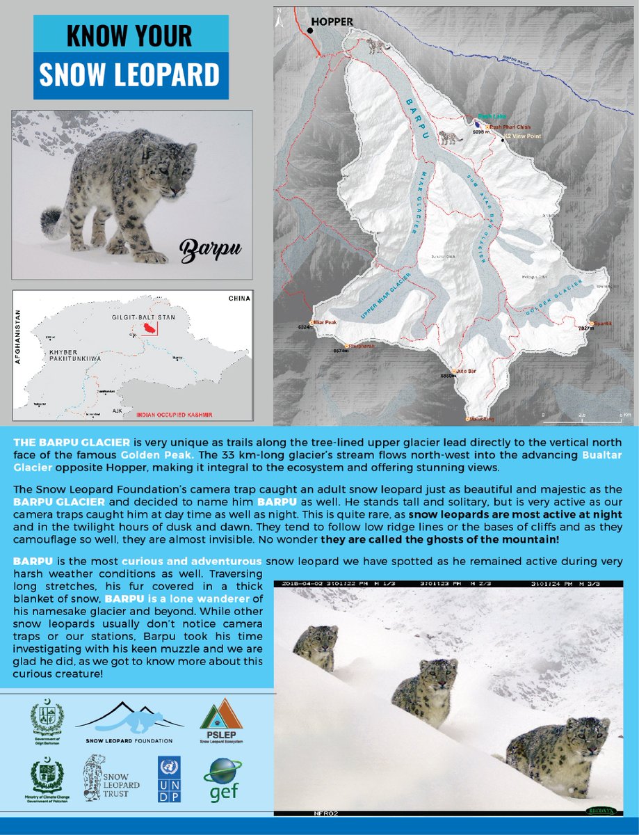 Get to know Barpu! the second snow leopard in our Know Your Snow Leopard series, Barpu is an extremely curious and active snow leopard #knowyoursnowleopard #snowleopards #wildlife #Pakistan #Barpu #Barpuglacier