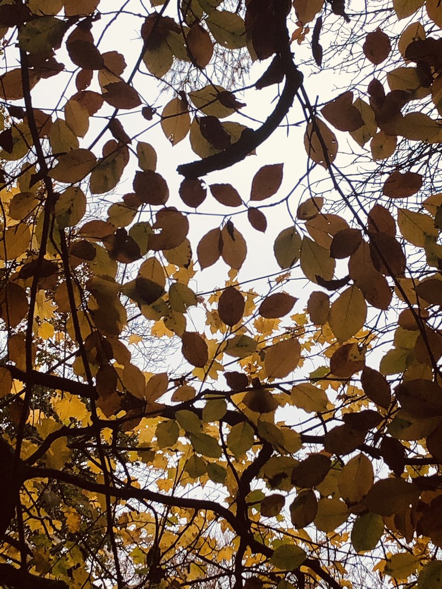 Dog walk yesterday and I couldn’t help looking at the beautiful leaves. I love this time of year #Autumnwatch #autumnwalks