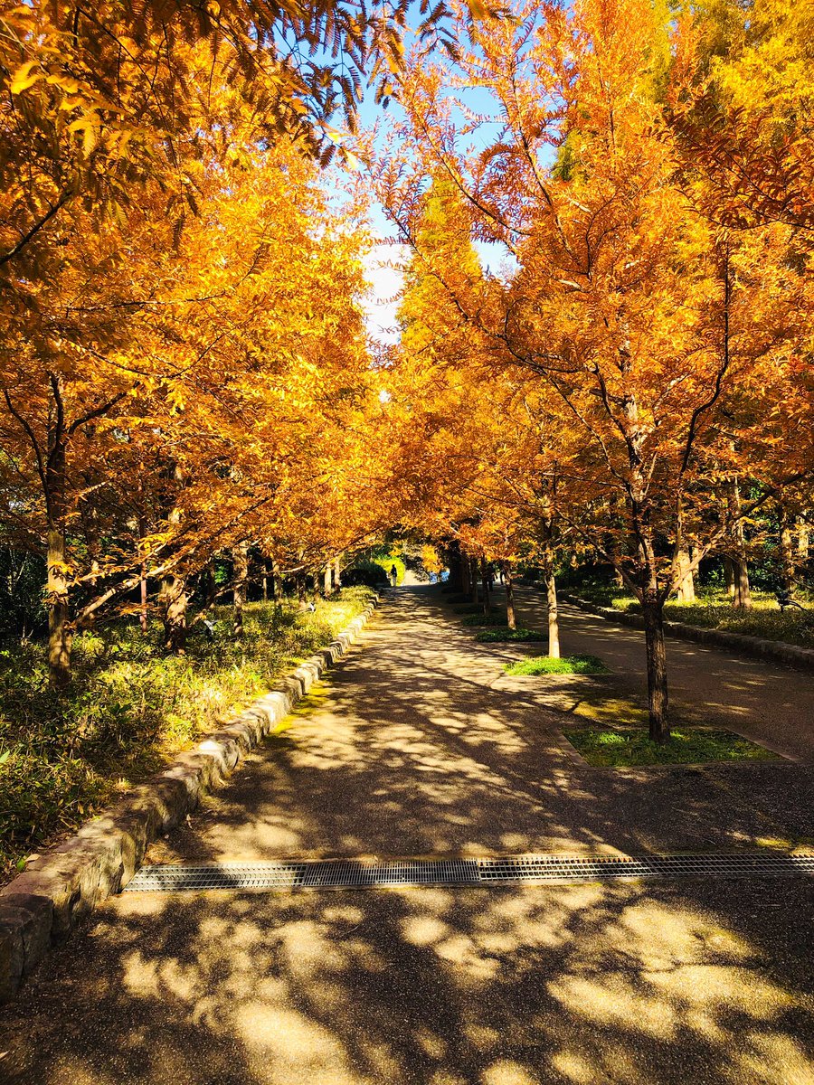 カエル神所長 ひより 神戸森林植物園に紅葉観に行きました 見たことない木の種類の紅葉がたくさんあって楽しかった カエル神所長 ひより 神戸森林植物園に紅葉観に行きました 見たことない木の種類の紅葉がたくさんあって楽しかった