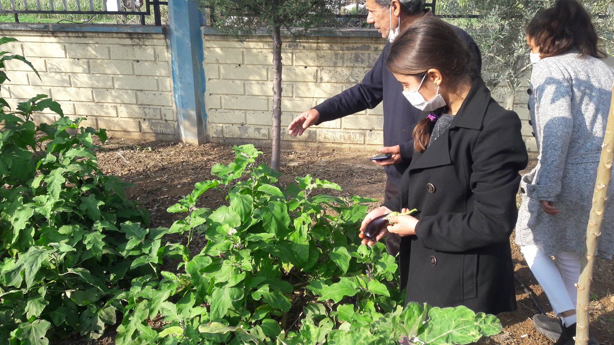 Okulumuz TARIM TABİAT VE UYGULAMA  bahçesinde ektiğimiz sebzelerin hasadını öğrencilerimizle birlikte yaptık
<a href="/tcmeb/">Millî Eğitim Bakanlığı</a>
@MardinValiligi
<a href="/kiziltepemem47/">Kızıltepe İlçe Milli Eğitim Müdürlüğü</a>
<a href="/mardinilmem/">Mardin İl Millî Eğitim Müdürlüğü</a>
<a href="/ziyaselcuk/">Ziya Selçuk</a>
<a href="/mahmuttdemirtas/">Mahmut Demirtas</a>
<a href="/sehmus_sumer/">Şehmus Sumer</a>
<a href="/huseyincam84/">Hüseyin Çam</a>
<a href="/AhmetAslan_47/">Ahmet ASLAN</a>
<a href="/Yusufduyan47/">yusuf duyan</a>
<a href="/mhtpyldrm12/">Mehtap Yıldırım</a>
