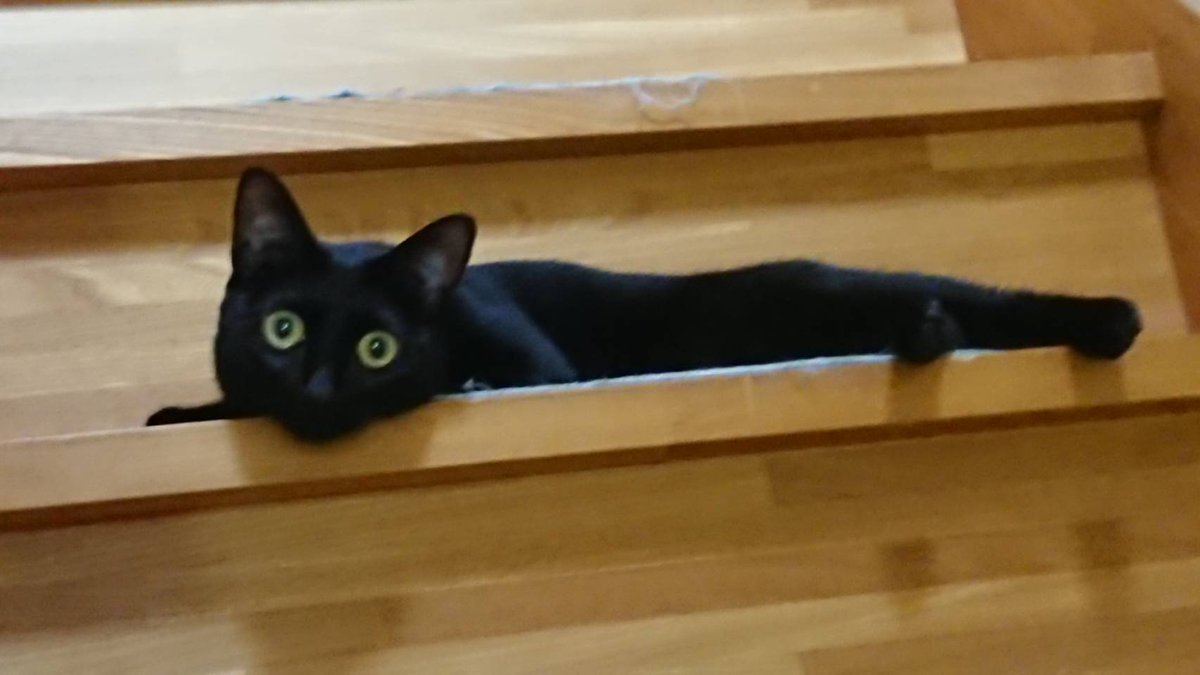 Happycats_fuku2's tweet photo. #猫をTLに流しちゃおう https://t.co/LrDxQeP4GI