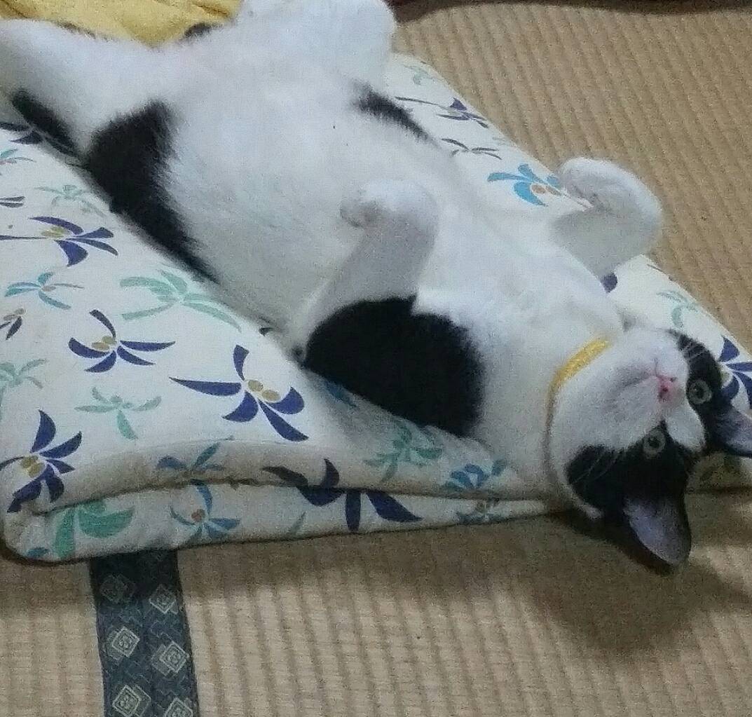 Happycats_fuku2's tweet photo. #猫をTLに流しちゃおう https://t.co/LrDxQeP4GI