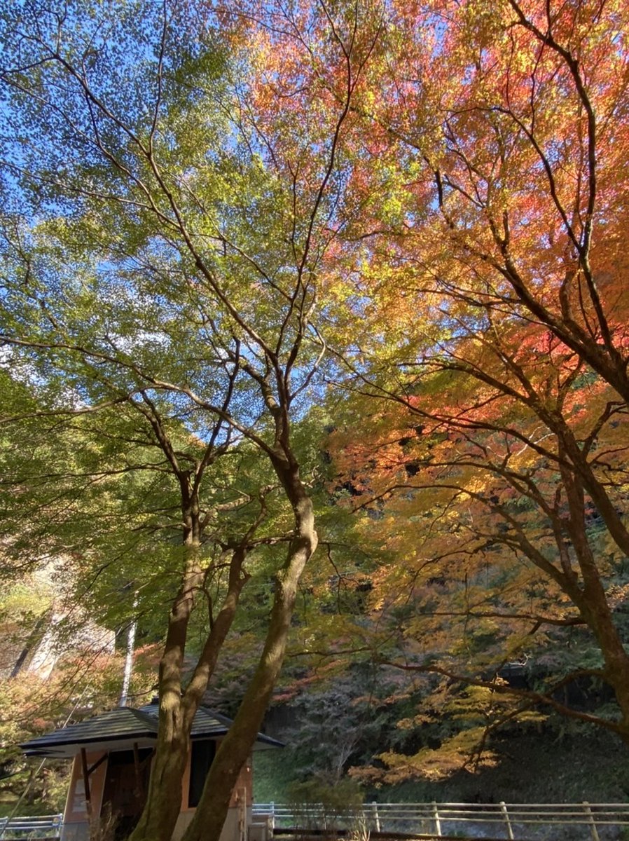 佐野市観光協会 佐野市紅葉情報 11月10日火曜日撮影 蓬莱山周辺 色づきが進んできました 佐野市 紅葉 佐野市の 紅葉情報は観光協会hpへ T Co Myothx6opm
