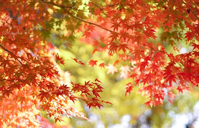 紅葉風景のtwitterイラスト検索結果