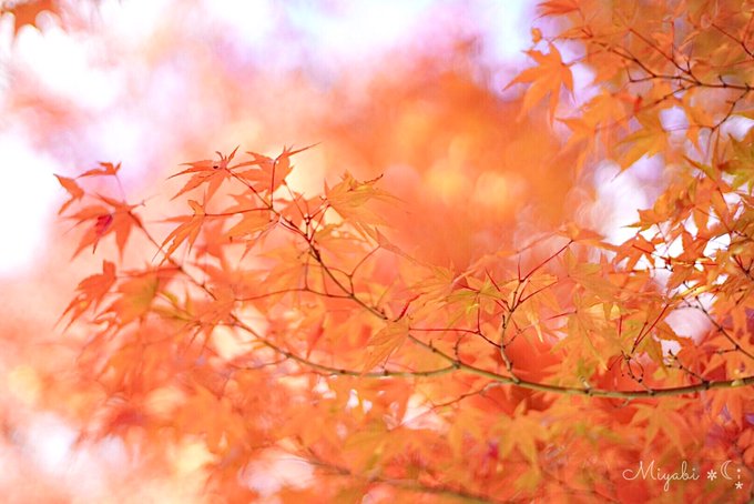 紅葉風景のtwitterイラスト検索結果