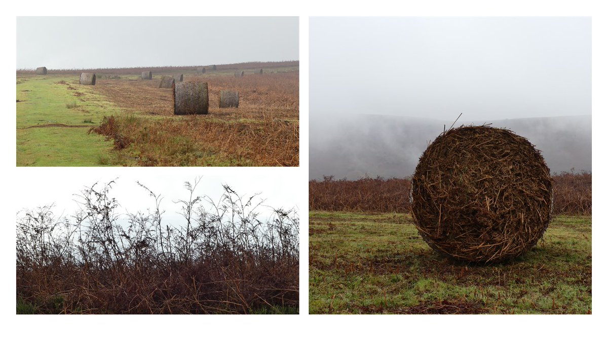Brecon Beacons Nature Recovery tweet media