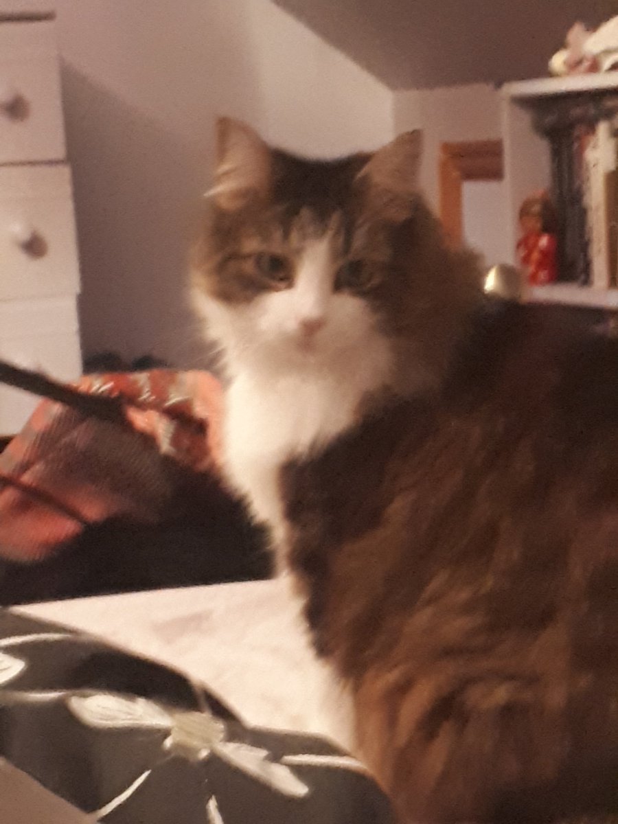 chariot (@winduplahabrea) on Twitter photo 