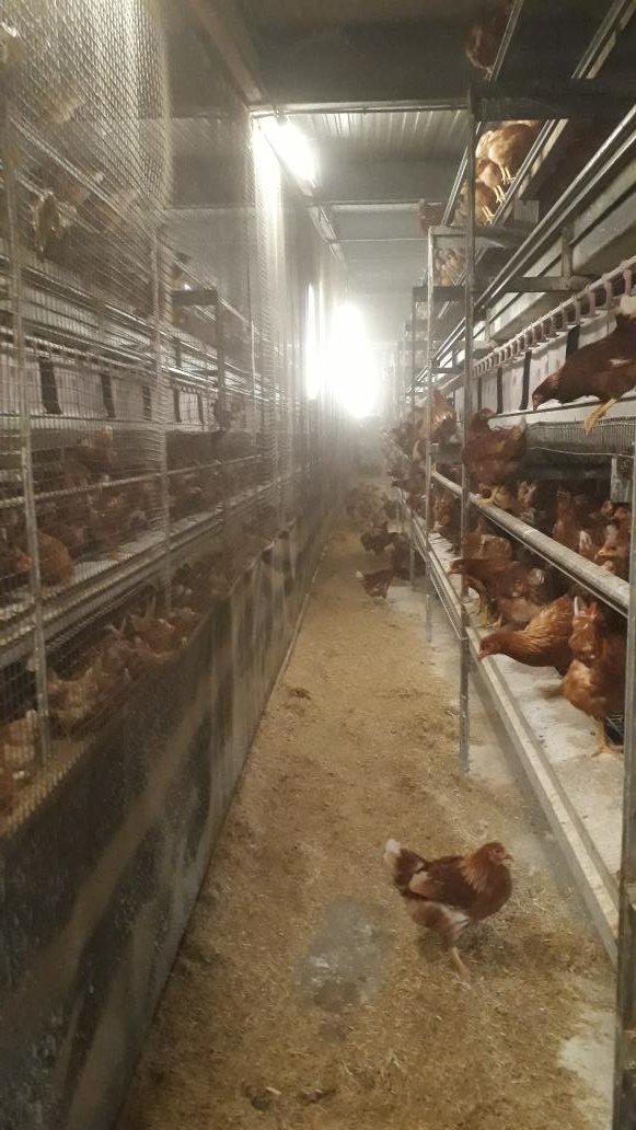 Kijk, daar lopen mn nieuwe dames.
Direct op zoek naar water en voer, een gezond teken.
Dat stond klaar, dus dat gaat goed.
#kippen
