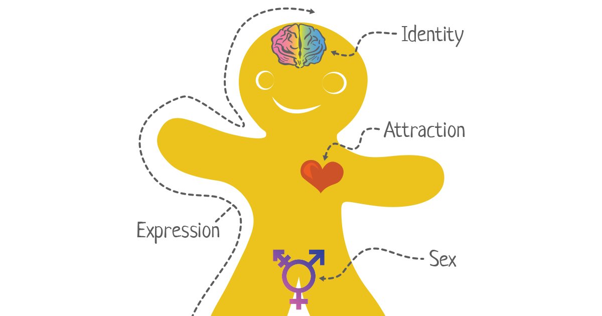 sxpat's tweet photo. Virtually guest lecturing @edinburghuniversity this afternoon on #sexandgender and #anatomy - really looking forward to it! It is a really important topic, especially so close to #transdayofremembrance #genderbreadperson https://t.co/NqUjobNz35