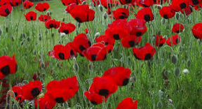 BR_Sch's tweet photo. Students are reminded that they can wear a poppy tomorrow for #RemembranceDay 
We can't gather together as a school as normal but will observe a 2 minute silence in class, our flag will be lowered to The Last Post, prayers said &amp; a cross will be placed in our garden #LestWeForget https://t.co/P0jCptj6QU