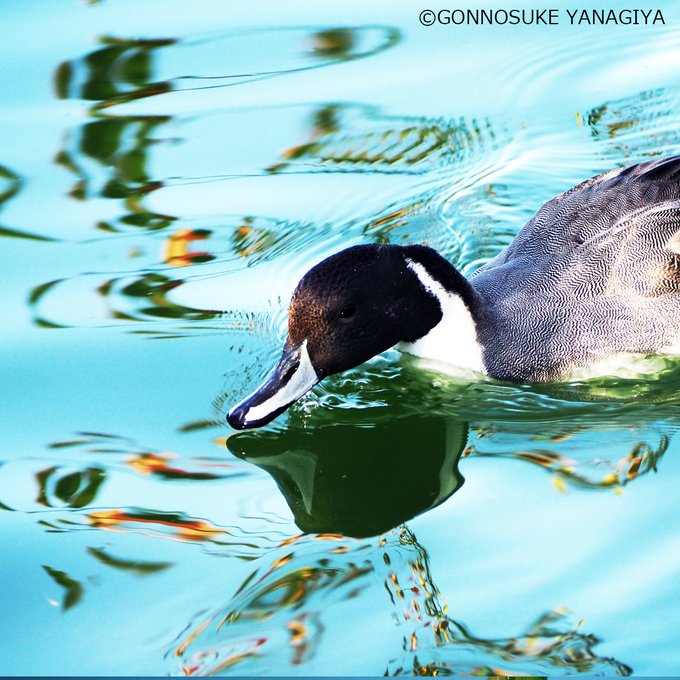 波紋写真のtwitterイラスト検索結果