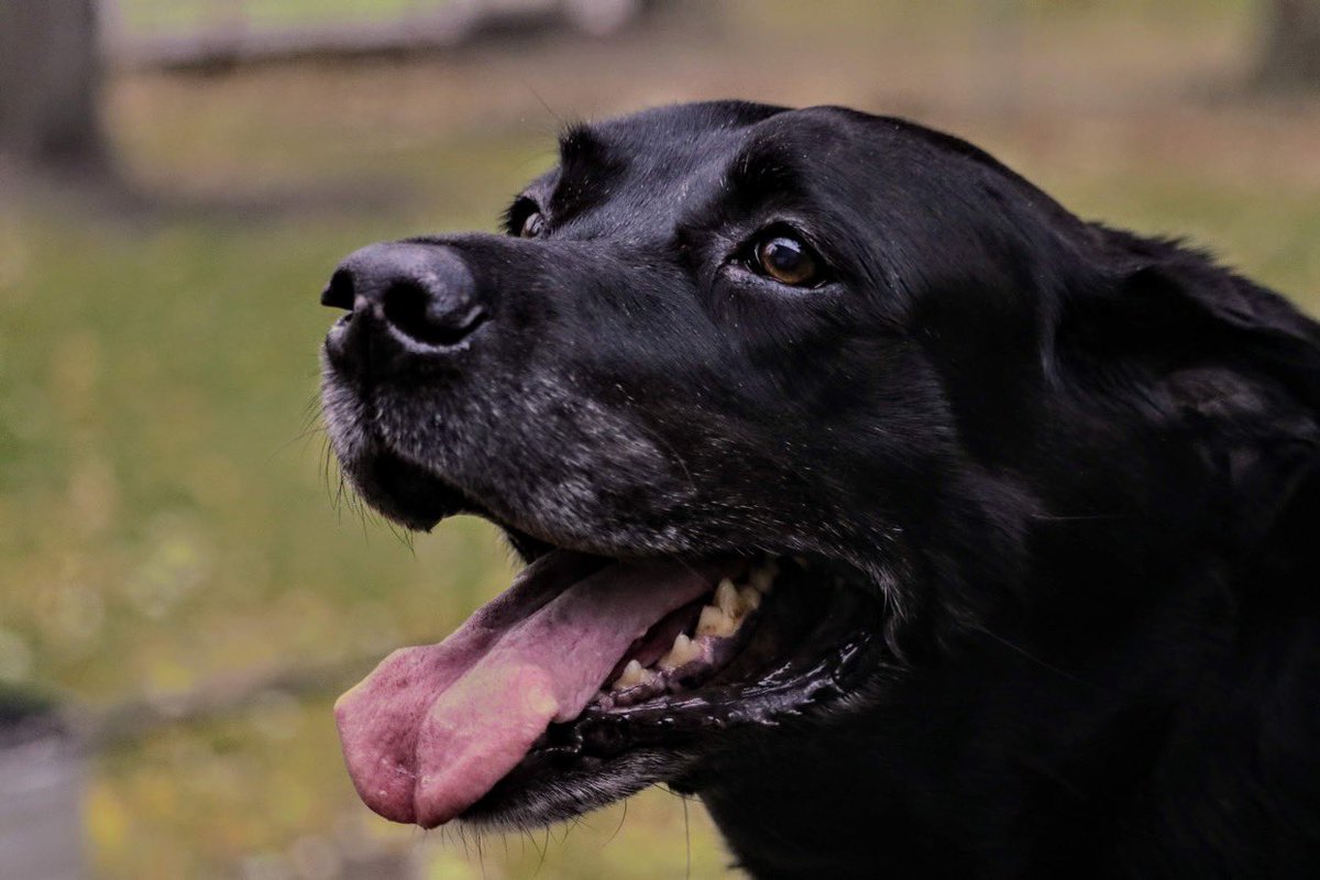 SQL_bliss's tweet image. Lost my best friend, miss him so much RIP Charlie