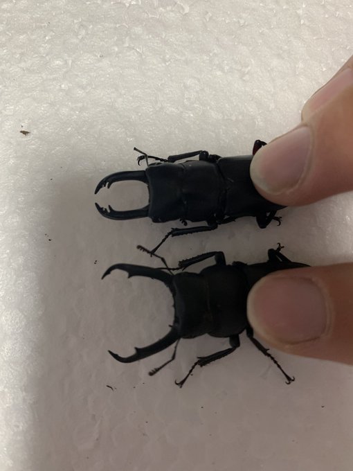 クワガタが話題になってるのでうちの子達 