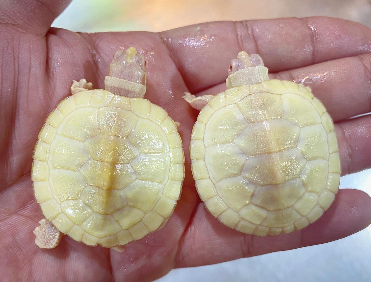 Cafe Bar エンターザドラゴン در توییتر 美しい子達が登場 アルビノミドリガメちゃんです なんだかクッキーみたいで甘そうな可愛い子達