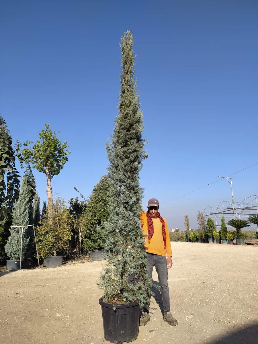 HasCicekFidan's tweet photo. mavi selvi

🌳🌳Has Çiçekçilik 🌳🌳
🍁🍁tüm arap ülkelerine ihracat🍁🍁
Tel: 0 324 454 0442
Cep Tel: 0532 721 4211
#mersin #Turkey #fıdan #flowers #gül #ağaçlar #bahçe #سعودية #سوريا #تونس #تصدير #تركيا #امارات #كويت #قطر #عراق #شجر #الاردن #ليبيا #جزائر #مغرب #ورد https://t.co/yWrNNirWF1