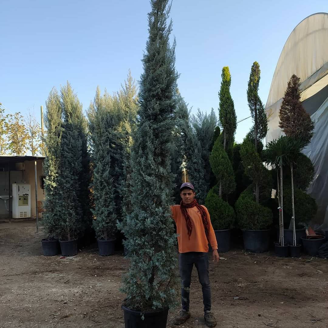 mavi selvi

🌳🌳Has Çiçekçilik 🌳🌳
🍁🍁tüm arap ülkelerine ihracat🍁🍁
Tel: 0 324 454 0442
Cep Tel: 0532 721 4211
#mersin #Turkey #fıdan #flowers #gül #ağaçlar #bahçe #سعودية #سوريا #تونس #تصدير #تركيا #امارات #كويت #قطر #عراق #شجر #الاردن #ليبيا #جزائر #مغرب #ورد