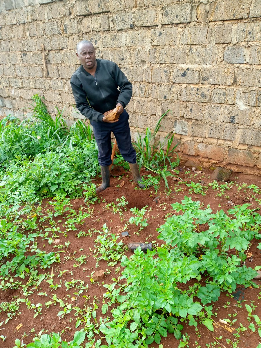 Wambiringatha's tweet photo. #DailyTreePlantingChallenge
@HeartsOfGreen 
@Environment_Ke https://t.co/f8yb1SheVx
