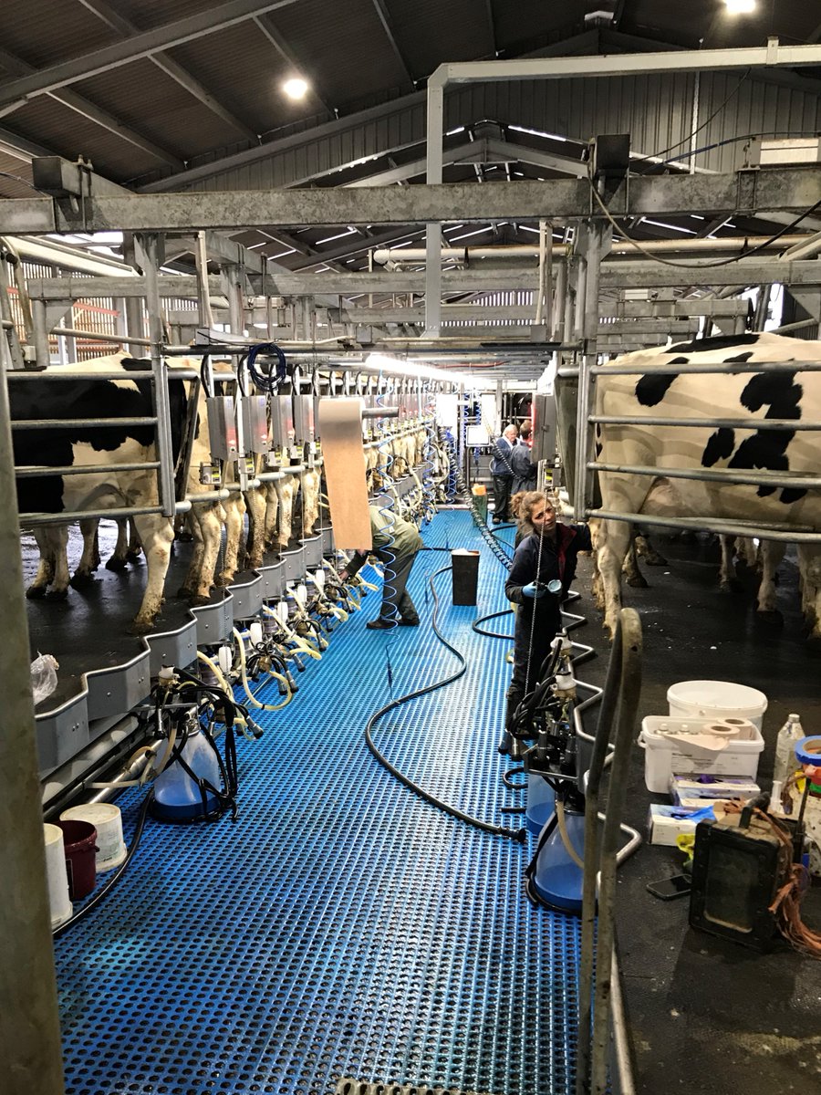 WeAreBouMatic's tweet photo. Some pictures of a #BouMatic #GT2 rapid exit parlour recently installed near Tauton, Somerset 🇬🇧.
550 cows are being milked here every day.
Congratulations to our dealer Wessex Farm Installation for this great project.
Learn more about GT2 parlour: https://t.co/pDIvnMNiN0 https://t.co/tToAyAxins