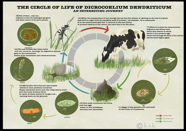 Dicrocoelium Dendriticum Life Cycle dicrocoelium-dendriticum-life-cycle