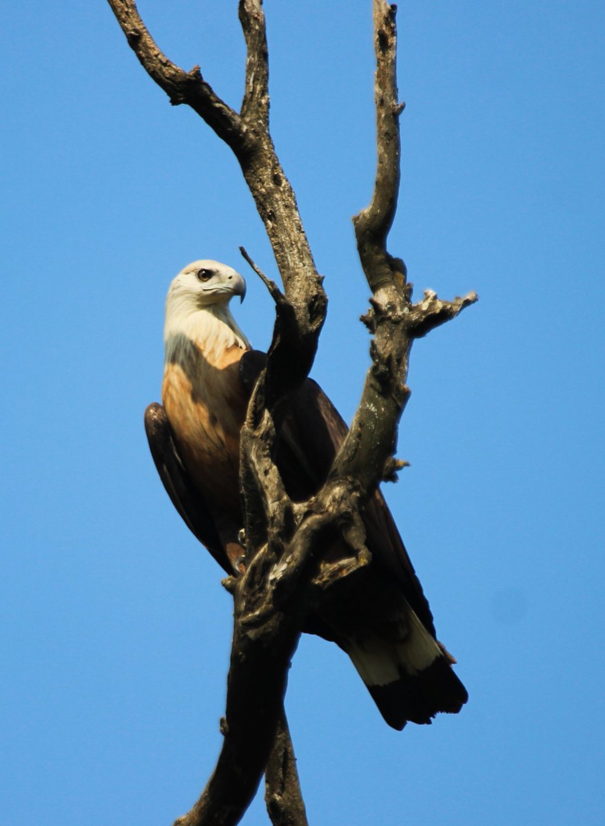 Rajaji National Park and Tiger Reserve tweet media