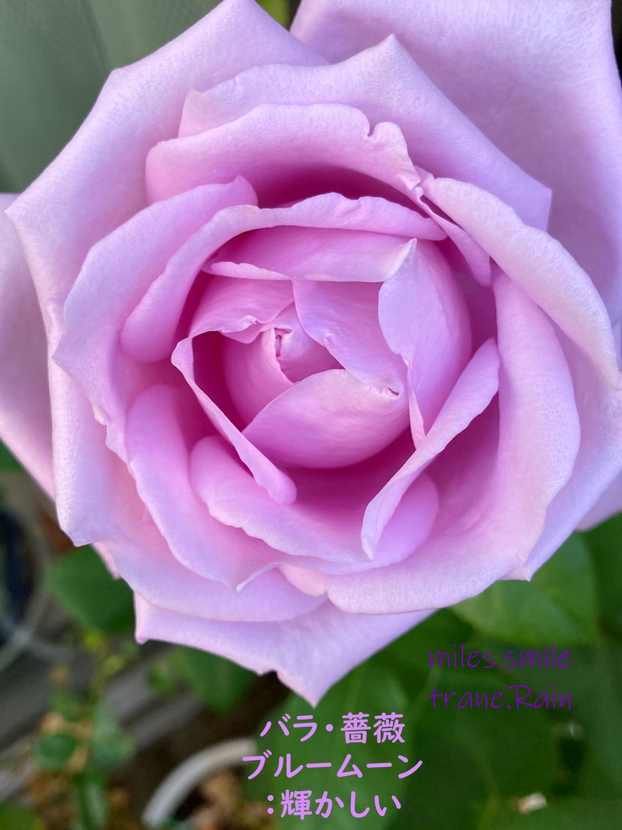 Miles スマイル 立夏 蛙始鳴 Twitterissa あさのいろ おはよう 今朝は今までにない爽快 ブルームーンが次々と咲いてるからね バラ 薔薇 輝かしい 真夏後の寒い秋だったが このところ暖かかったのでバラが結構さいた 暑くないから花の日持ちがする 佳い兆し