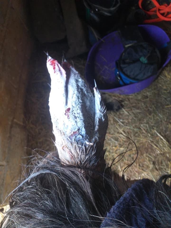 andyksheffield's tweet photo. ‘Someone knows who did this and I want them stopped’ 

A woman from Barnsley says she’s  sick and an angry by the horrendous injuries caused to her horses ear after someone attached fireworks to it on Sunday night. 

Police are involved. 

More on @BBCSheffield @HowiePressman1 https://t.co/p3RPv0uJUt