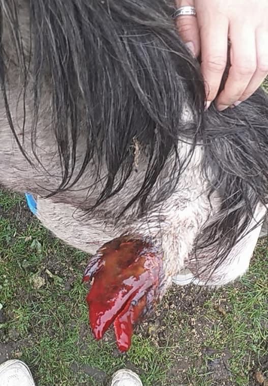 andyksheffield's tweet photo. ‘Someone knows who did this and I want them stopped’ 

A woman from Barnsley says she’s  sick and an angry by the horrendous injuries caused to her horses ear after someone attached fireworks to it on Sunday night. 

Police are involved. 

More on @BBCSheffield @HowiePressman1 https://t.co/p3RPv0uJUt