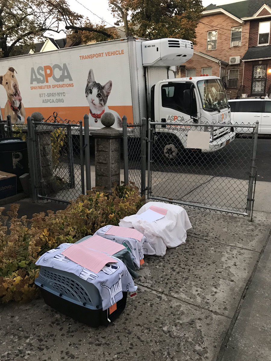 Rescuenyc Rescue Nyc Twitter Rescuenyc Rescue Nyc Twitter