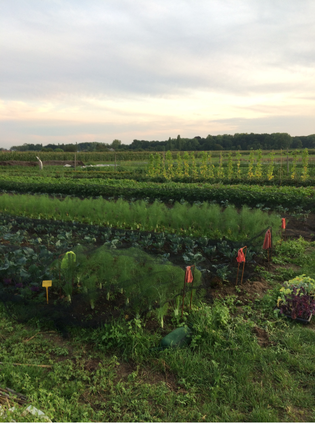 farminfin's tweet photo. Let's discover @DeLandgenoten, a Flemish cooperative and foundation that gives land to people who want to farm in an organic way 👩🌾🌱
We interviewed Davy from Vlinderveld CSA👥🥦
You will discover this and much more in #farminfin catalogue⏰
.
.
.
#innovativefinance #farminfin https://t.co/qFTmd9XTGW