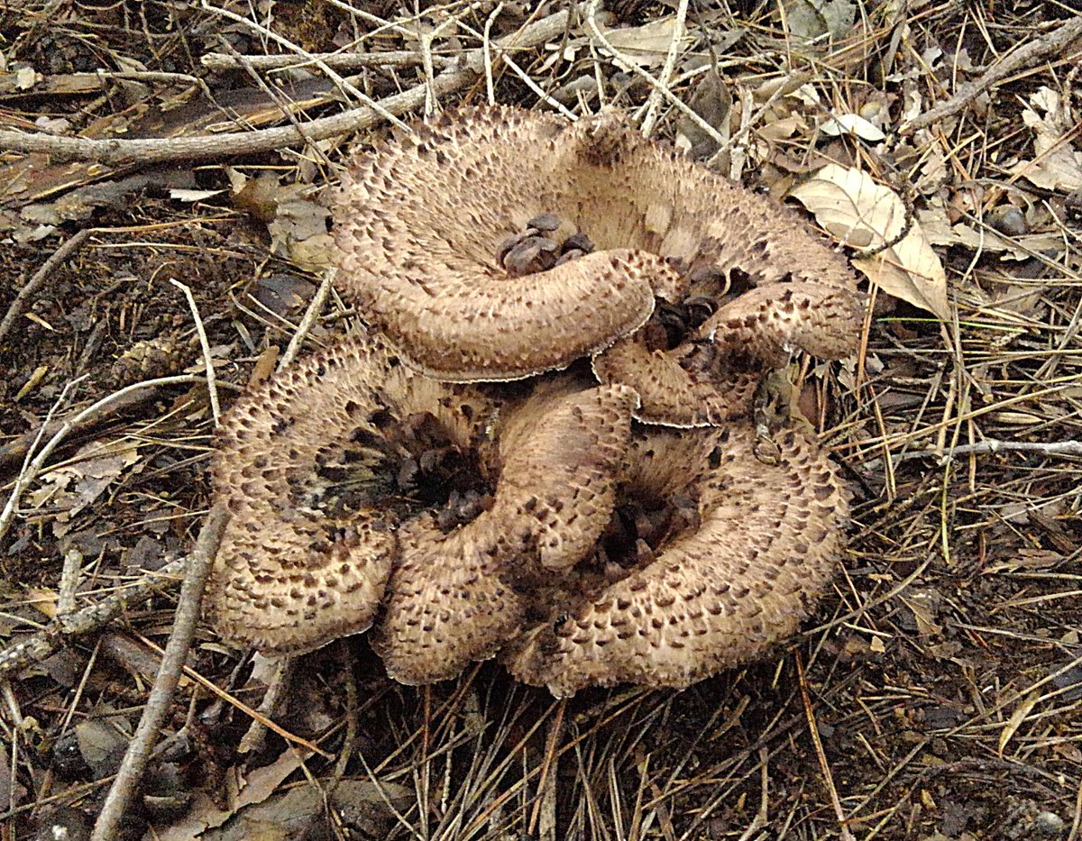 コウタケの老菌のかさの裏は1cmくらいの太くて柔らかい毛がもっふもふ