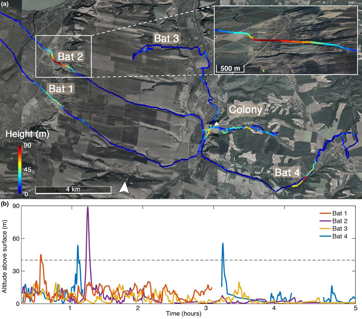 BUT, we had GPS data that showed greater horseshoe bats flying too high to receive any echoes! How then can they make sure potential echoes will be detectable to them?