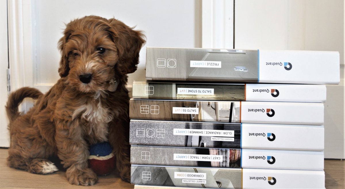 The newest addition to our Quadrant team 🐶