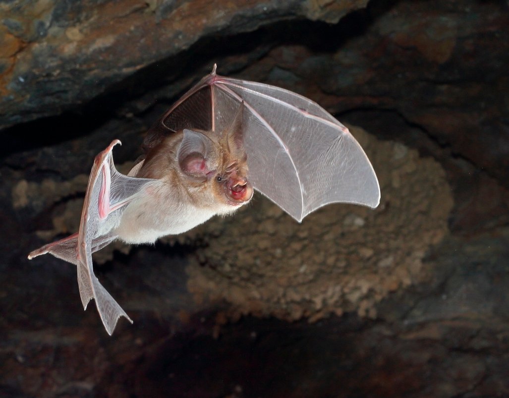 YovelBatLab's tweet image. Our new paper in @BMCBiology is out!
Flying too high to sense the ground - echolocating #bats can rely on internal cues to adjust #echolocation when no echoes are available.

@EAmichai @greif_stefan @ofrieitan @AyaGoldshtein
 
Link: bmcbiol.biomedcentral.com/articles/10.11…

Photo by Jens Rydell