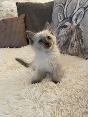 ElizabethRadcl5's tweet photo. Boots is 4 months old today - I can't believe how big he has got since these pics the day I brought him home x #cat #number10cat #CatsOfTwitter #catsofinstagram #treasurycat #kitten #ragdollcat https://t.co/KaJlgcLhpr