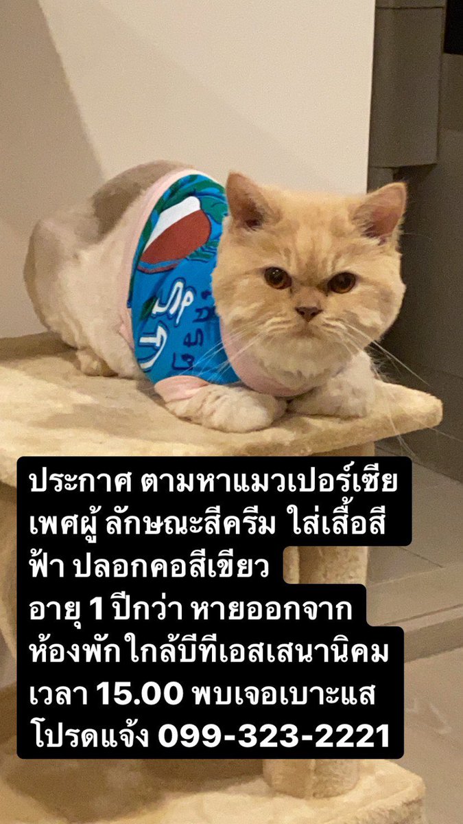 porworpor's tweet photo. #แมวหาย @js100radio https://t.co/9G1dZqnjAo