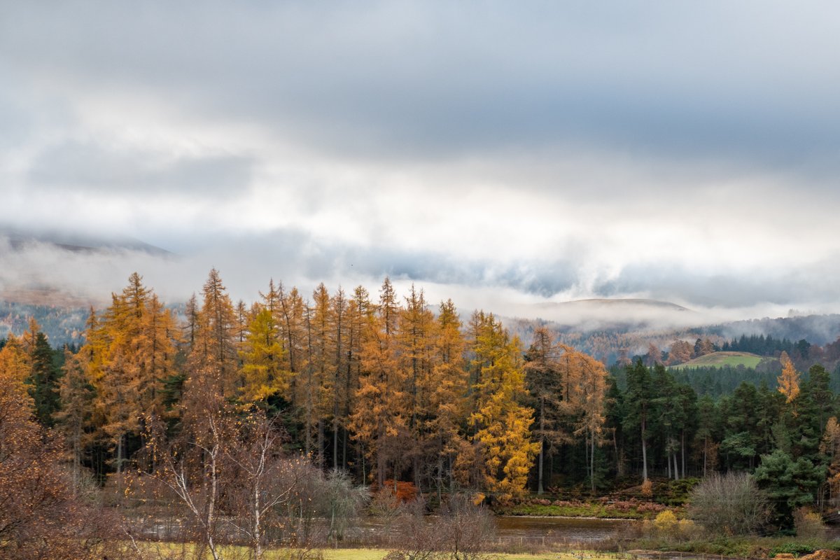 BraemarMedia's tweet photo. Dramatic views with the mist rising over the hills to meet the clouds around #Ballater in #Aberdeenshire #Scotland today

@SeanBattySTV @wildscotland @visitabdn @VisitCairngrms @tweets_scotland @DeeTour_ @VBallater https://t.co/nWQbJ6KzLe