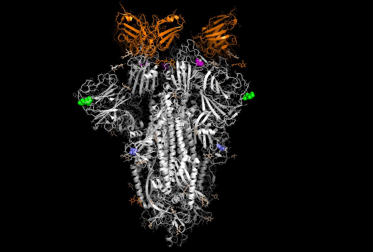 PoulNissen's tweet photo. Magenta, green and blue show the positions of mutations in the SARS-CoV-2 spike trimer protein in the cluster 5 observed in mink (PDB 6XEY with an antibody shown in orange - all in three copies). Only Y453F is interesting and it is a socalled "conservative" mutation (close-up) https://t.co/yaOIfDqEJ6