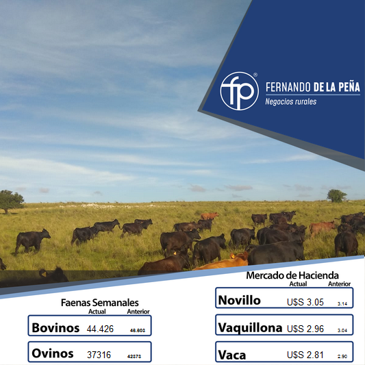FPNegRurales's tweet photo. Buenos días a todos, continuamos informando los valores del #MercadoDeHacienda y #MercadoDeReposición en 🇺🇾 https://t.co/tcxjD0CVtV