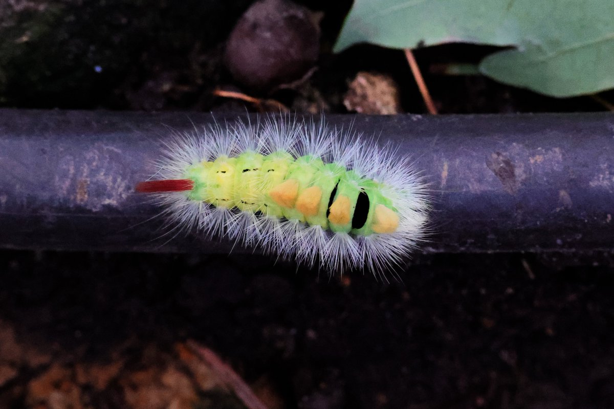 WildwoodTrust's tweet photo. We'll continue to bring Wildwood to you and give you facts about UK’s wildlife through #lockdown💚

Our house photographer Dave took this beautiful pic of a Pale Tussock #Moth

Caterpillars often hatch in Autumn and bury into the soil to enter a hibernation-like stage till spring https://t.co/C1ElHCEzaA