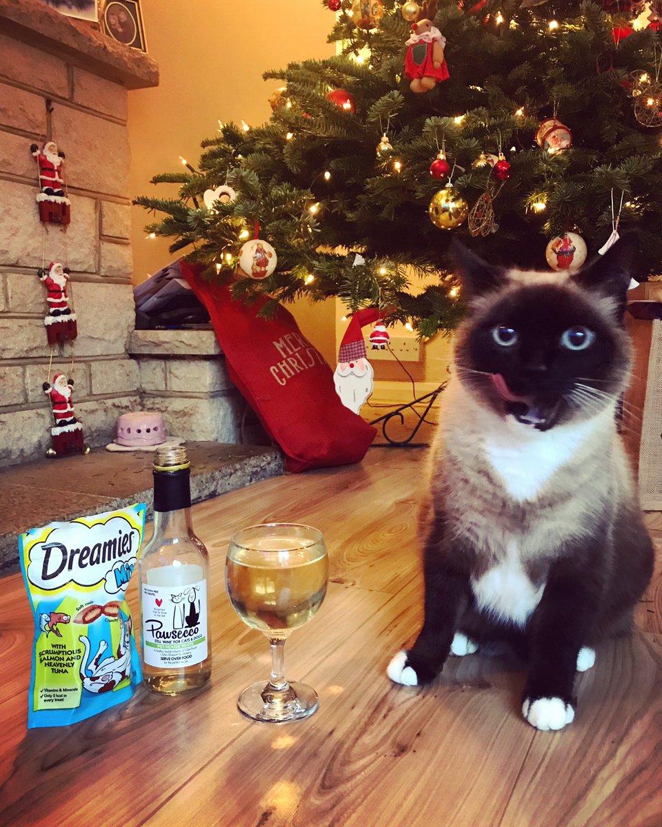 laurasnow4's tweet photo. @innocent @age_uk Slinky would love to model for a little woolly hat.. just as much as she’d like an innocent smoothie for cats #KnitMyPet #influencercat https://t.co/WfgXDGQnmO